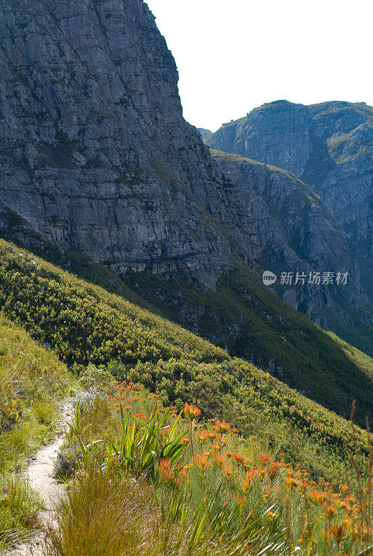 Fynbos Proteas盛开的Jonkershoek Stellenbosch